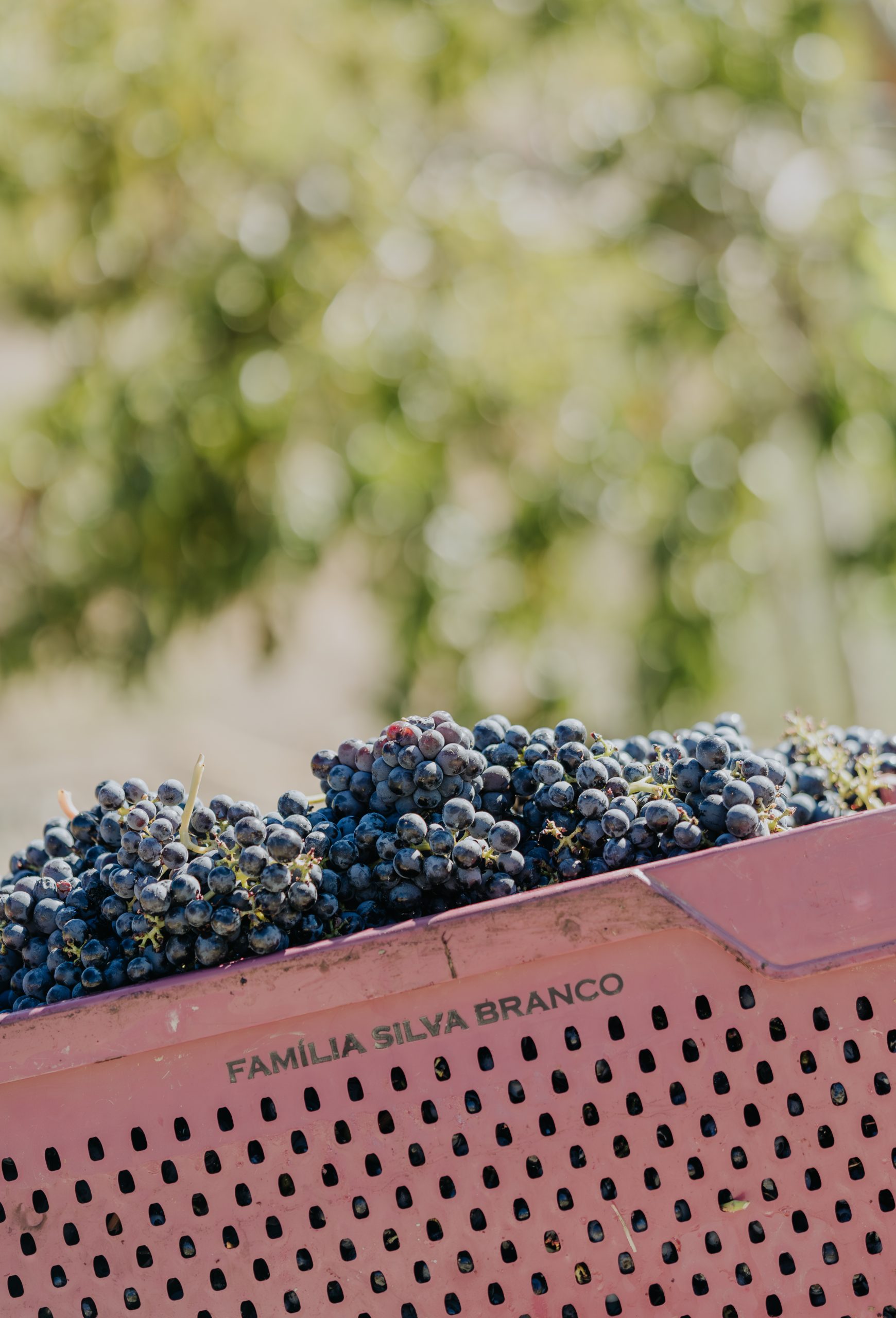 _DSC1585-Aprimorado-NR